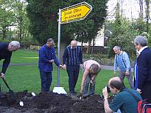 Planting of the 'Lion' rose